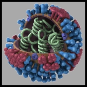 Virus