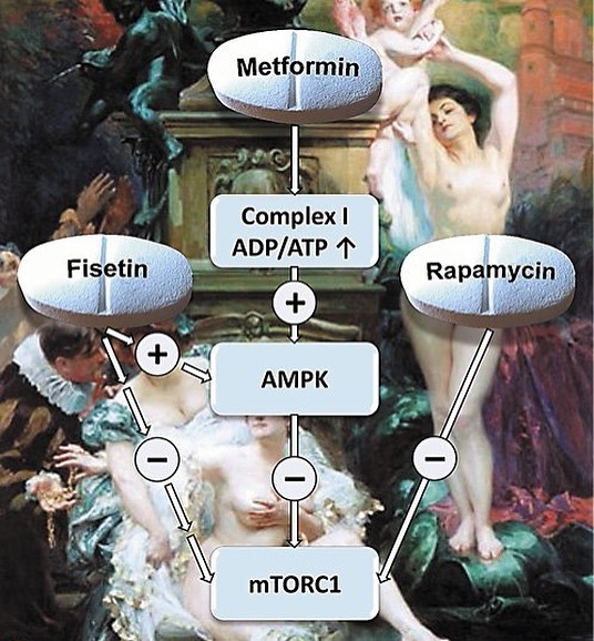 Rapamycin